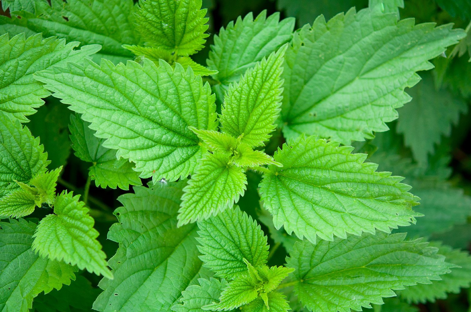 Himalayan Nettle